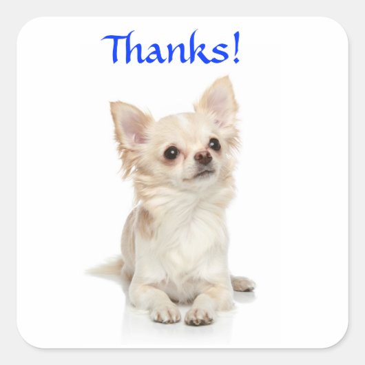 Danke Long Haired Chihuahua Sticker (Vorderseite)