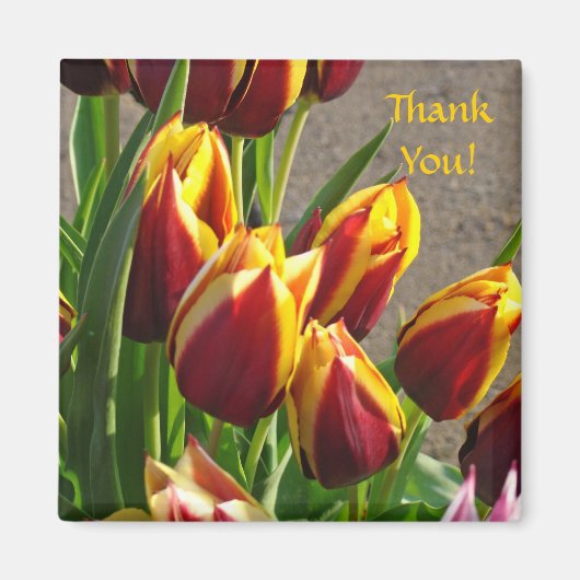 Danke! Magnet Rot-Gelb-Tulip-Garten-Blume (Vorne)