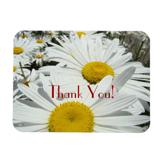 Danke! Magnete Premium Daisy Blume Daisies (Horizontal)