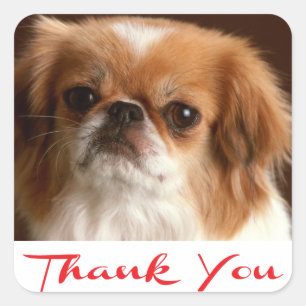 Danke Pekingese Welpen-Hunde-Gruß-Aufkleber Quadratischer Aufkleber
