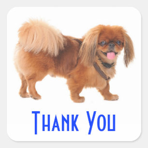 Danke Pekingeser Welpen-Hund Grüß Aufkleber