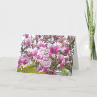 Danke/Pink Saucer Magnolia