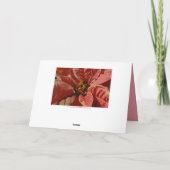 Danke Pink und Cream Poinsettias mit Text (Rückseite)