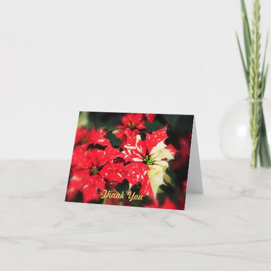 Danke Poinsettas (Vorderseite)