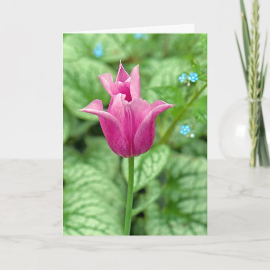 Danke Rosa Tulpe (Vorderseite)