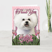 Danke - rosa Tulpen - Bichon Frise