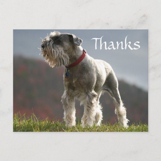 Danke Schnauzer Puppy Dog Grußkarte Postkarte (Vorderseite)