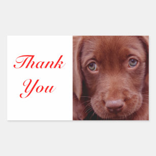 Danke-Schokoladen-Labrador-Retriever-Aufkleber Rechteckiger Aufkleber