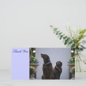 Danke, Schokoladen-Labradore Dankeskarte (Stehend Vorderseite)