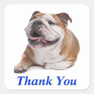 Danke Schön Happy Bulldog Welpe Hund Gruß Aufklebe Quadratischer Aufkleber