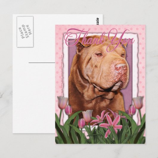 Danke - Shar Pei - Glücklich Postkarte (Vorne/Hinten)