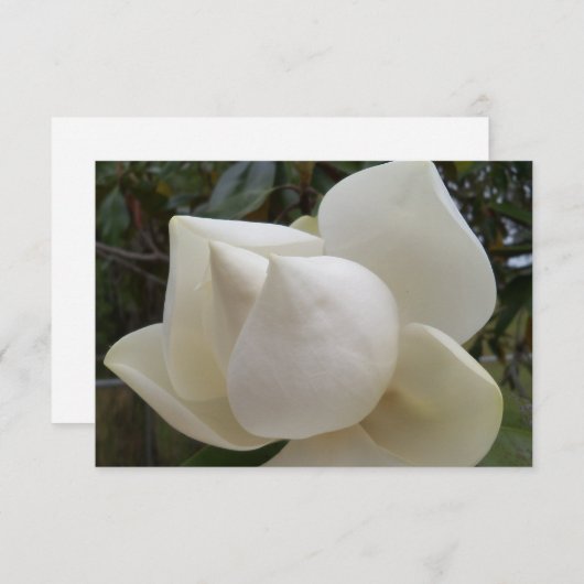 Dankeschön Karte mit weißer Magnolia-Blume (Vorne/Hinten)
