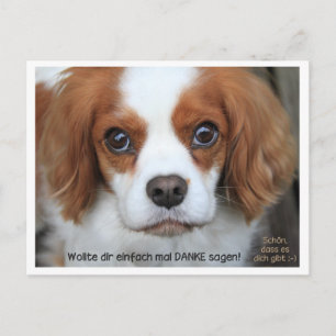 Dankeskarte - Dankeskarte Cavalier Charly Postkarte