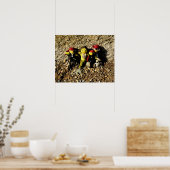 Danni die Meerjungfrau und das Pirates Poster (Küche)