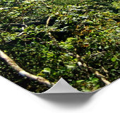Danum Valley Borneo Rainforest Jungle Scene Poster (Ecke)
