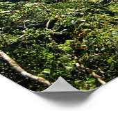 Danum Valley Borneo Rainforest Jungle Scene Poster (Ecke)