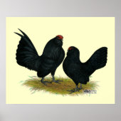 D'Anvers Black Bantams Poster (Vorne)