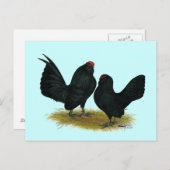 D'Anvers Black Bantams Postkarte (Vorne/Hinten)