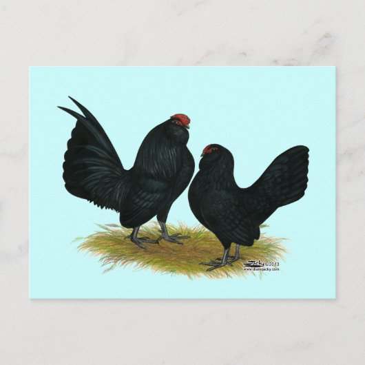 D'Anvers Black Bantams Postkarte (Vorderseite)