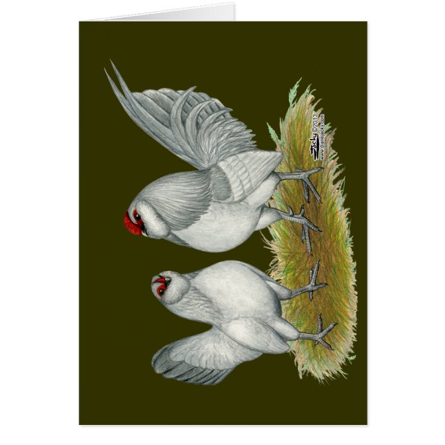 D'Anvers Self Blue Bantams (Vorne)