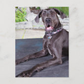 Daphne Postkarte (Vorderseite)