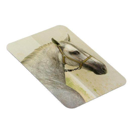 Daple Gray Andalusisches Pferd Magnet (Rechte Seite)