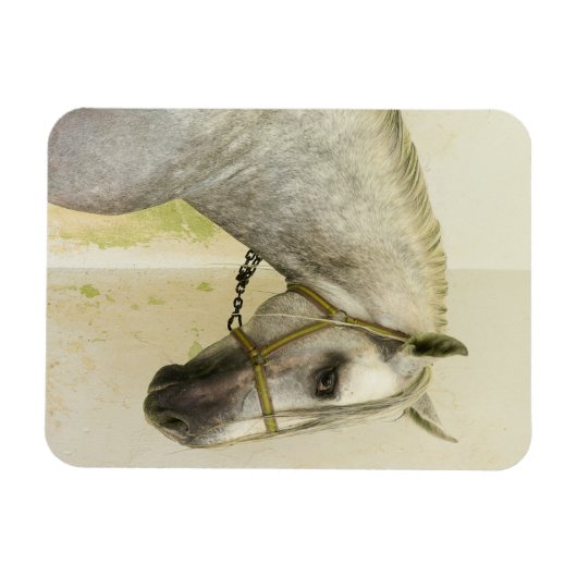 Daple Gray Andalusisches Pferd Magnet (Horizontal)