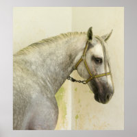 Daple Gray Andalusisches Pferd