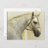 Daple Gray Andalusisches Pferd Postkarte (Vorne/Hinten)
