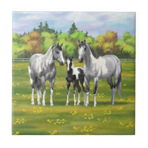 Daple Gray Pinto Paint Horses In Summer Pasta Fliese