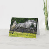 Daple Gray Rocky Mountain Pferde springen Karte (Vorderseite)