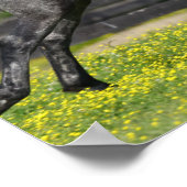 Daple Gray Rocky Mountain Pferde springen Poster (Ecke)