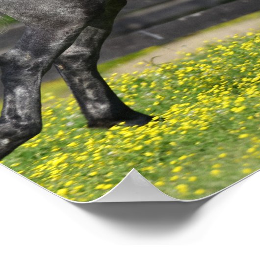 Daple Gray Rocky Mountain Pferde springen Poster (Ecke)