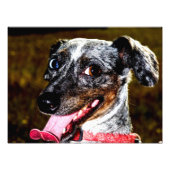 Daple/Piebaldale Dackel Fotodruck (Vorne)