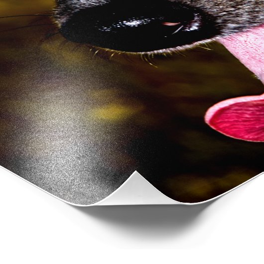 Daple/Piebaldale Dackel Fotodruck (Ecke)