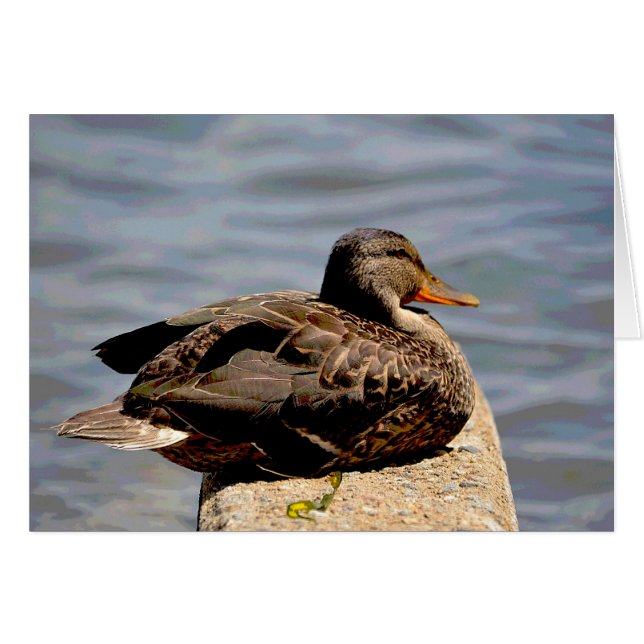 Dapper Duck (Vorderseite (Horizontal))