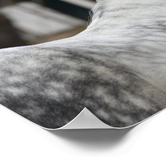 Dapple Gray Andalucian Stallion Headshot Poster (Ecke)