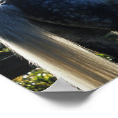 Dapple Gray Hanoverian Hallion Stehend Poster (Ecke)