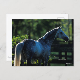 Dapple Gray Hanoverian Hallion Stehend Postkarte