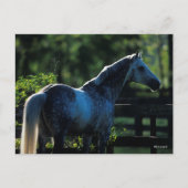 Dapple Gray Hanoverian Hallion Stehend Postkarte (Vorderseite)