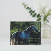 Dapple Gray Hanoverian Hallion Stehend Postkarte (Stehend Vorderseite)