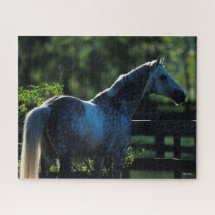 Dapple Gray Hanoverian Hallion Stehend Puzzle