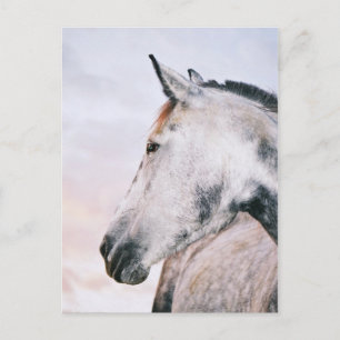 DAPPLE GRAY HEADSHOT POSTCARD POSTKARTE