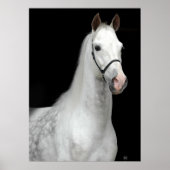 Dapple Gray Horse Poster (Vorne)