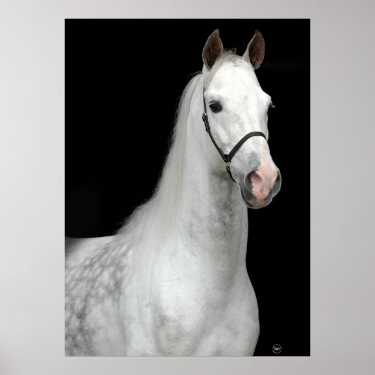 Dapple Gray Horse Poster (Vorne)