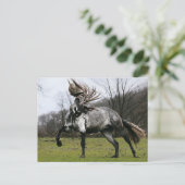 Dapple Gray Postkarte (Stehend Vorderseite)