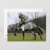 Dapple Gray Postkarte (Vorne/Hinten)