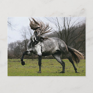 Dapple Gray Postkarte