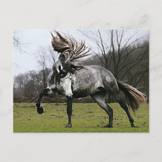 Dapple Gray Postkarte (Vorderseite)