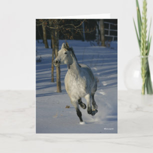Dapple Gray Trakehner im Schnee Karte